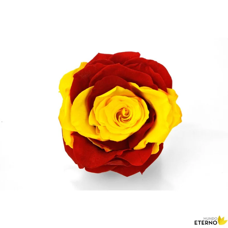 Mundo Eterno Rosa Preservada Bandera España 35cm