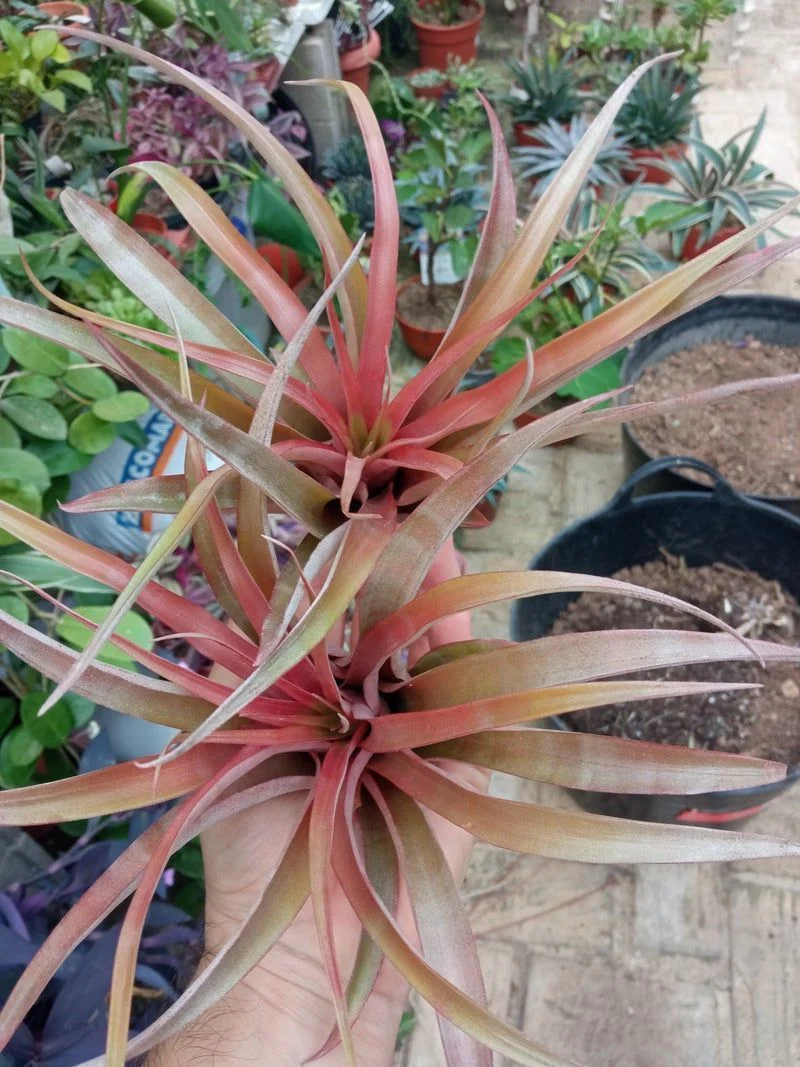 Tillandsia Red Star M Planta Clavel Del Aire