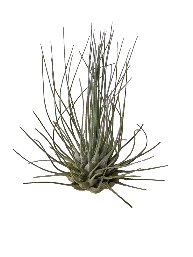 Tillandsia Fuchsii Clavel Del Aire Tillandsias