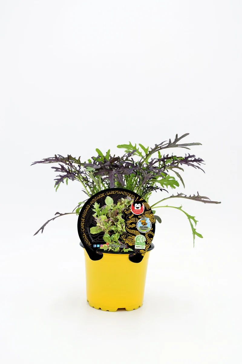 Plantón Mostaza En Maceta 10,5 Cm. Natural - Fitoralia