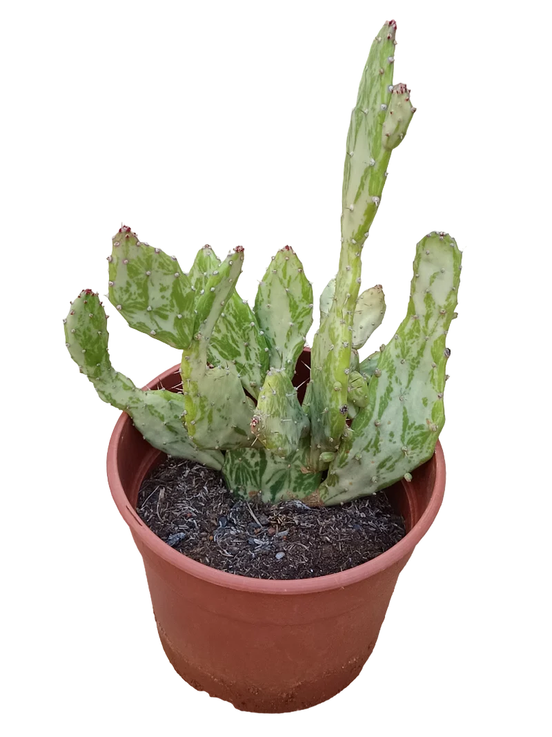 Opuntia Vulgaris Variegata Planta De Sol Ø20 Cactus Unico