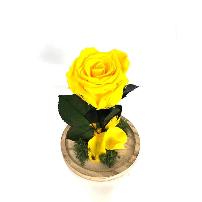 Mundo Eterno Rosa En Cúpula Amarilla 12x20cm