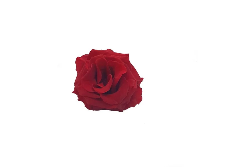 Mundo Eterno Rosa Preservada Abierta Roja 10cm