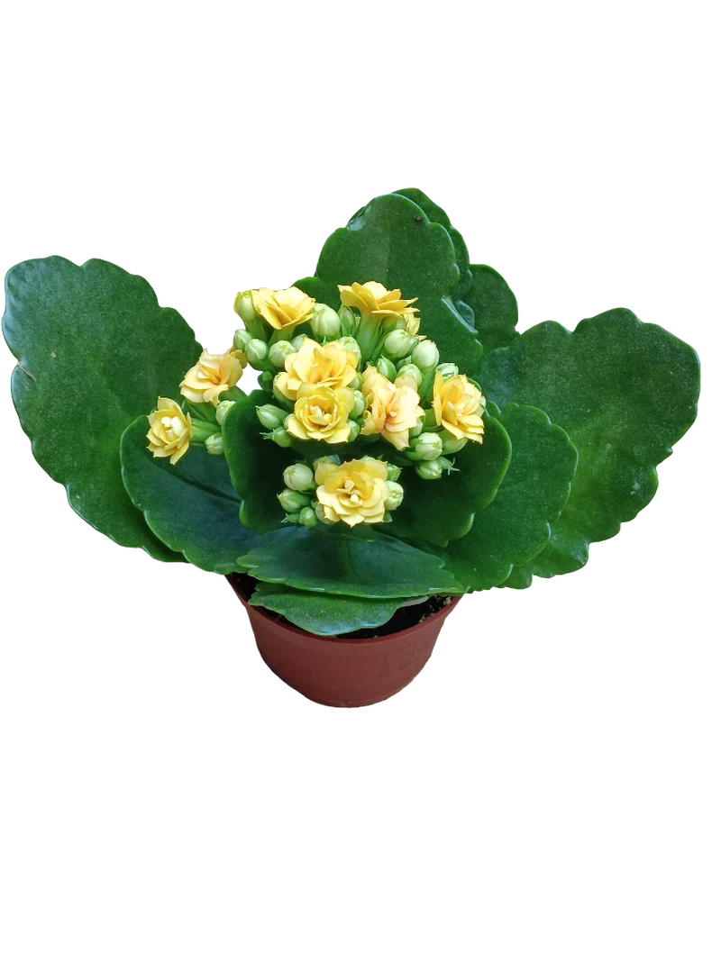 Mini Kalanchoe De Flor Amarilla Planta Suculenta Ø6