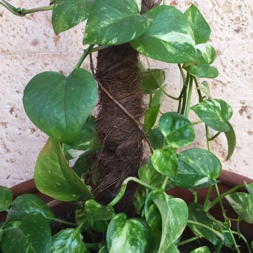 Tutor Musgo de Coco 120cm (Ø45mm) - 24 unidades