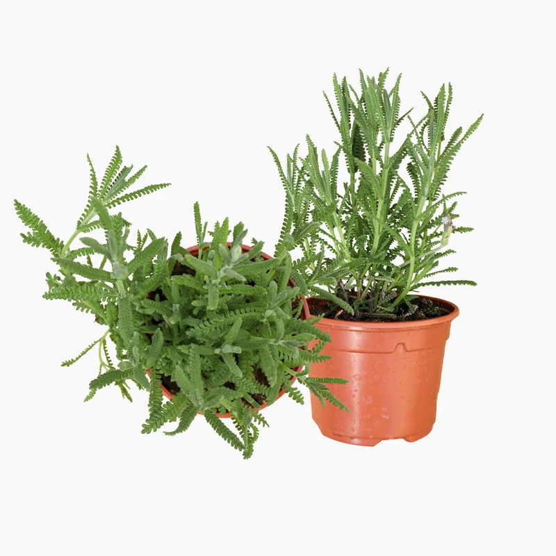 Maceta Lavanda De Hoja Dentada 10,5 Cm - Plantabo