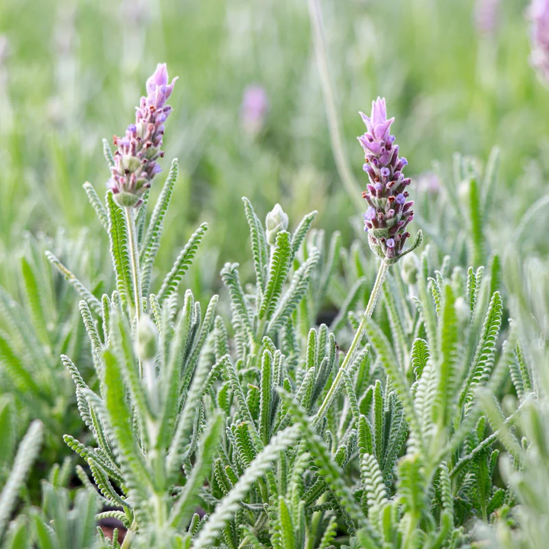 Maceta Lavanda De Hoja Dentada 10,5 Cm - Plantabo