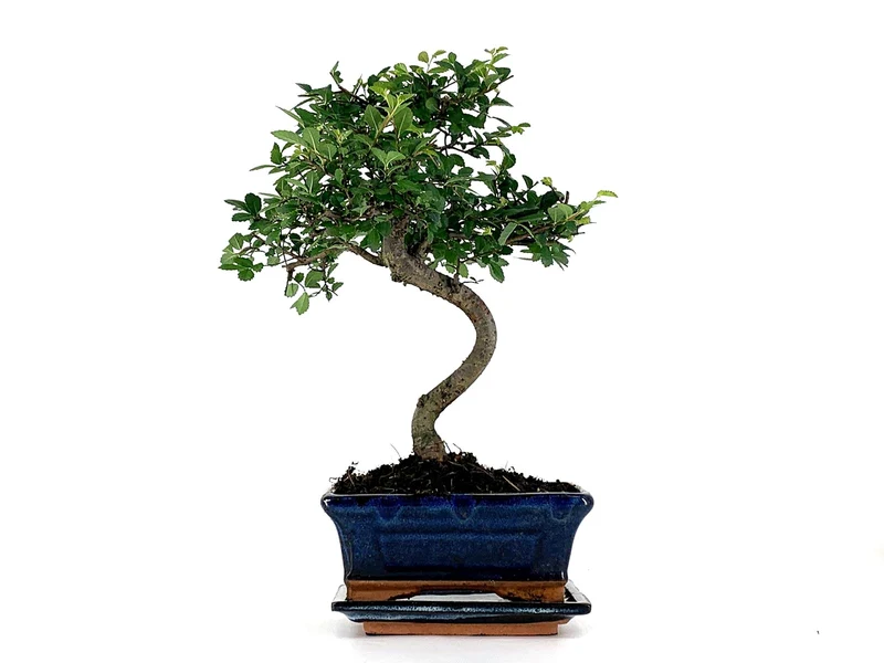 Pack De Bonsái Zelkova 6 Años + Plato