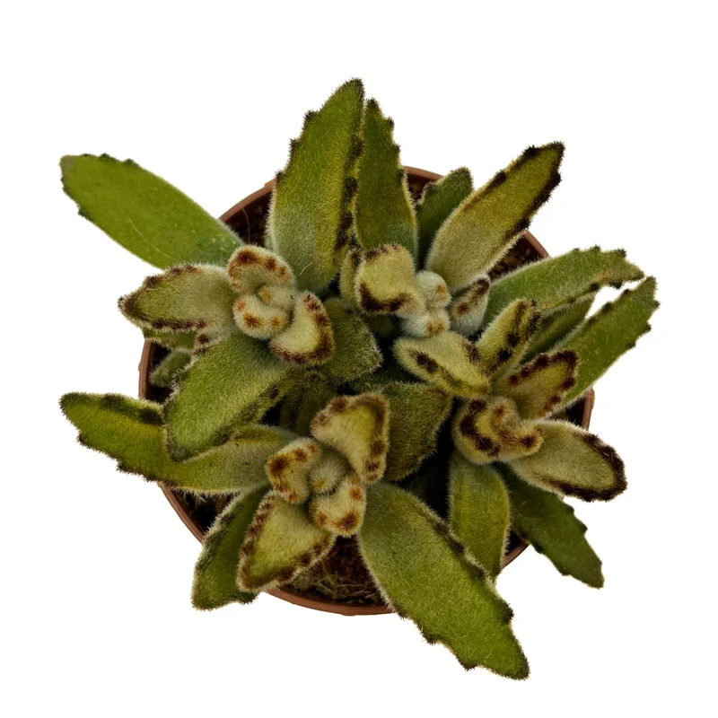 Kalanchoe Tomentosa 'chocolate-soldier' Cactus Y Suculentas M8,5 cm Ø