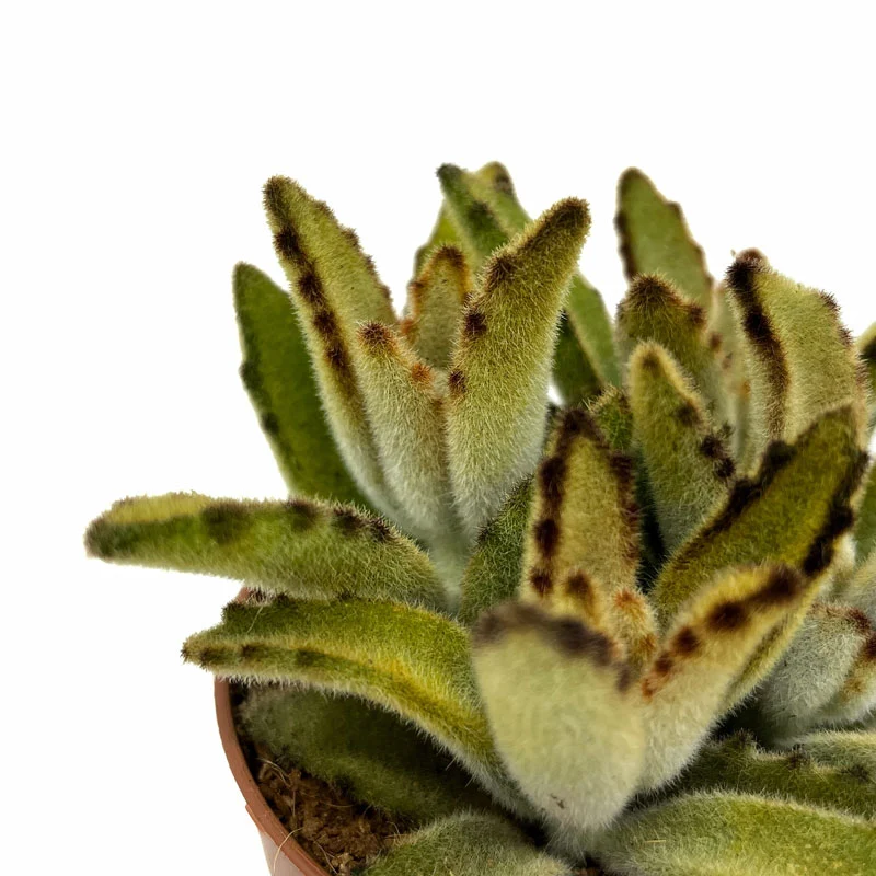 Kalanchoe Tomentosa 'chocolate-soldier' Cactus Y Suculentas M8,5 cm Ø