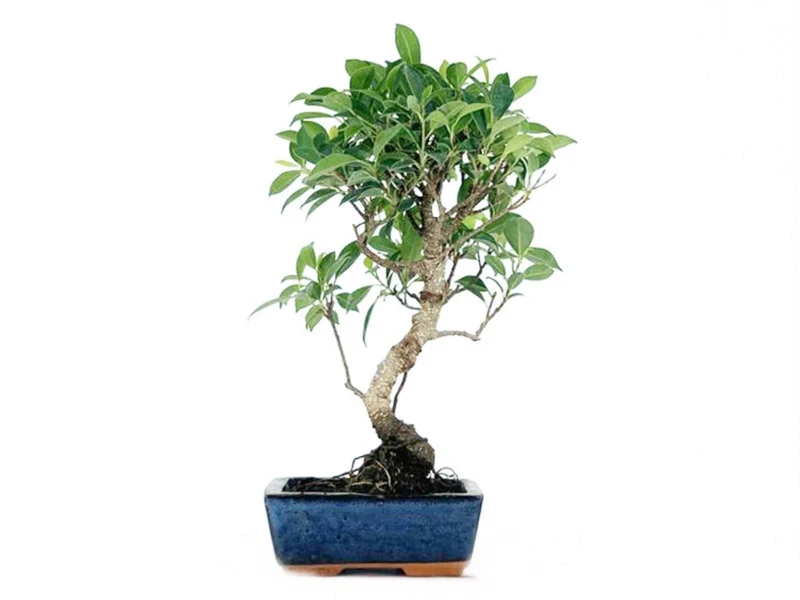 Bonsai Ficus Retusa Tiger Bark - 6 Años