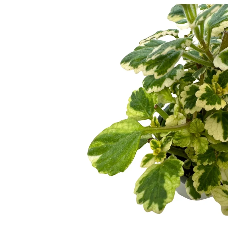 Planta De Incienso Planta Ornamental De Interior Y Exterior (plectranthus Coleoides) M15