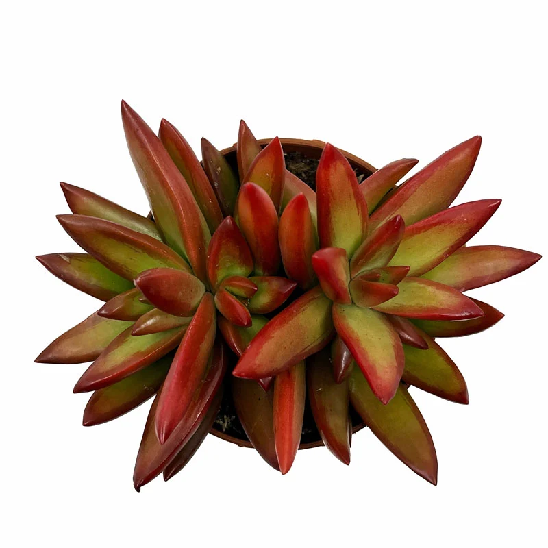 Sedum Adolphii Firestorm Cactus Y Suculentas M8,5 cm Ø