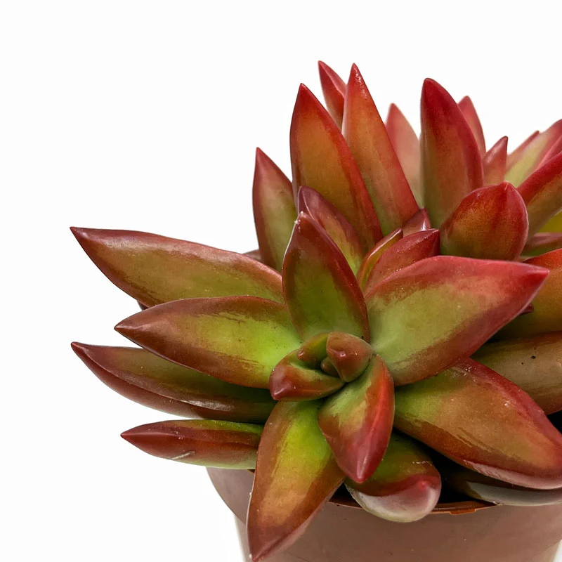 Sedum Adolphii Firestorm Cactus Y Suculentas M8,5 cm Ø