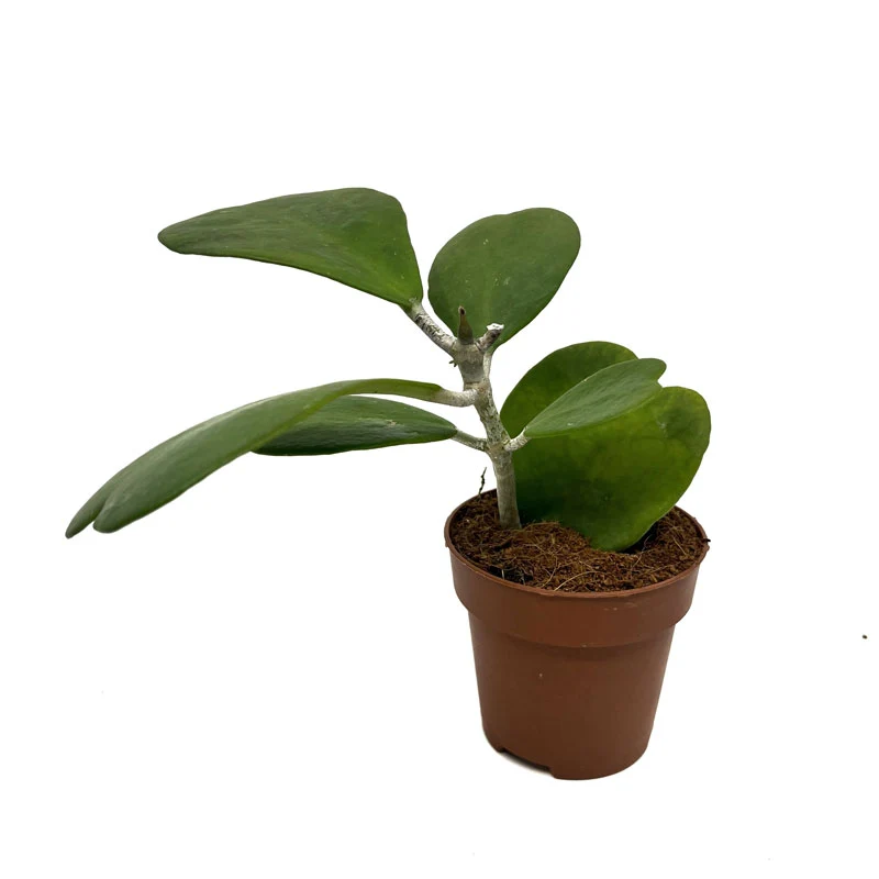 Hoya Kerrii Planta Corazon Cactus Y Suculentas