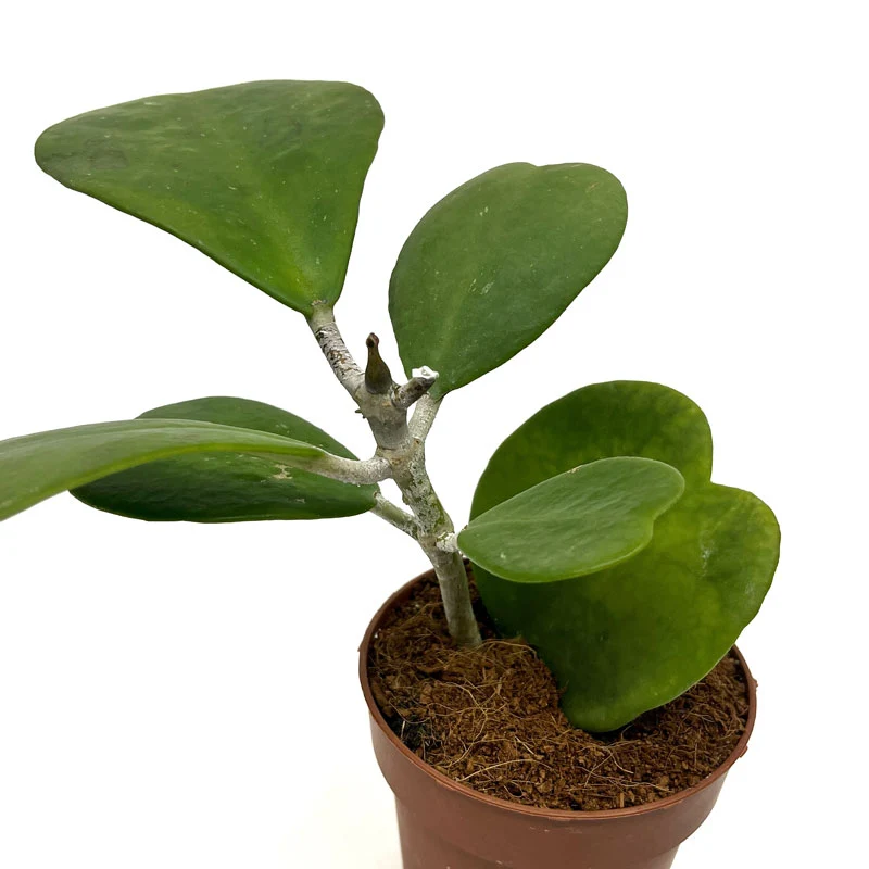 Hoya Kerrii Planta Corazon Cactus Y Suculentas