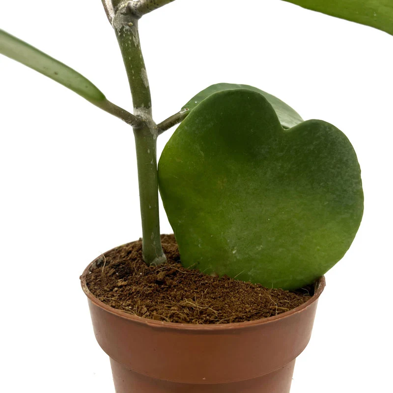 Hoya Kerrii Planta Corazon Cactus Y Suculentas