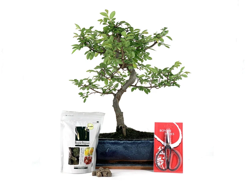 Pack Completo Bonsái Zelkova 10 Años + Plato, Tijera, Y Abono