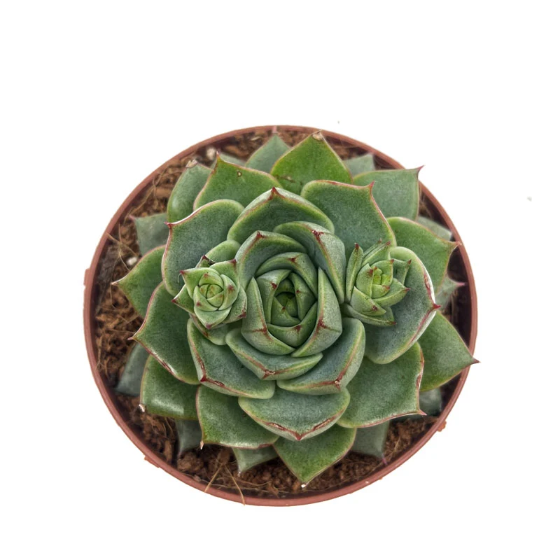 Echeveria Fabiola Cactus Y Suculentas M8,5 cm Ø