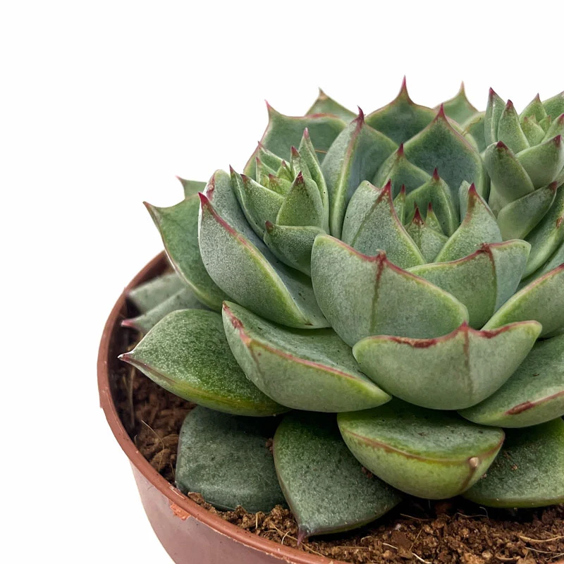 Echeveria Fabiola Cactus Y Suculentas M8,5 cm Ø