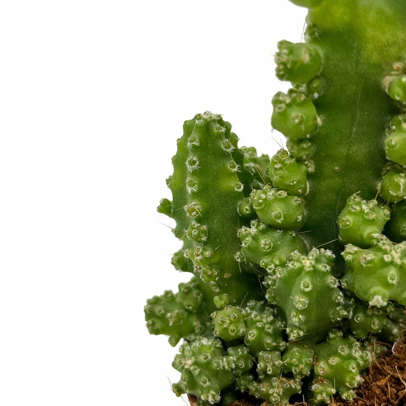Cereus Peruvianus 'fairy Castle' Cactus Y Susuclentas M8,5 cm Ø