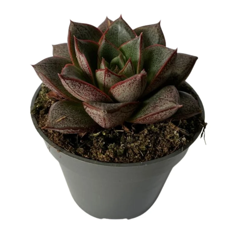 Echeveria Purporosum Green Suculenta De Hojas Verdes Para Decoración Interior