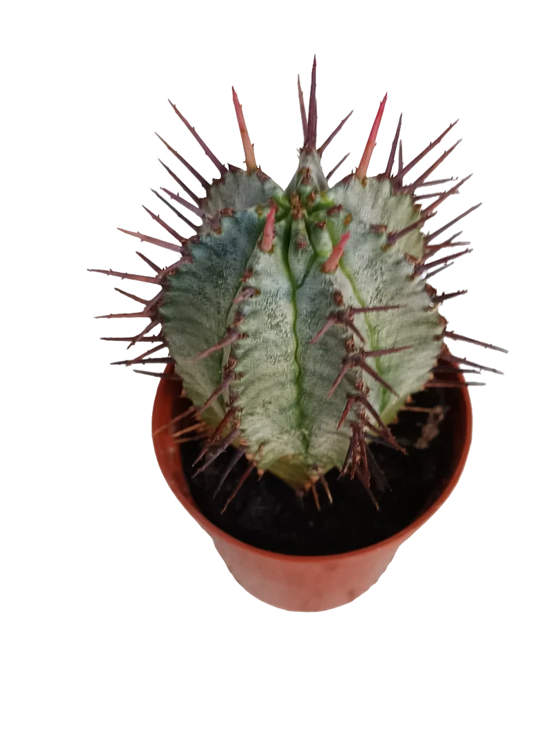 Euphorbia Horrida Planta Suculenta 5 Cms