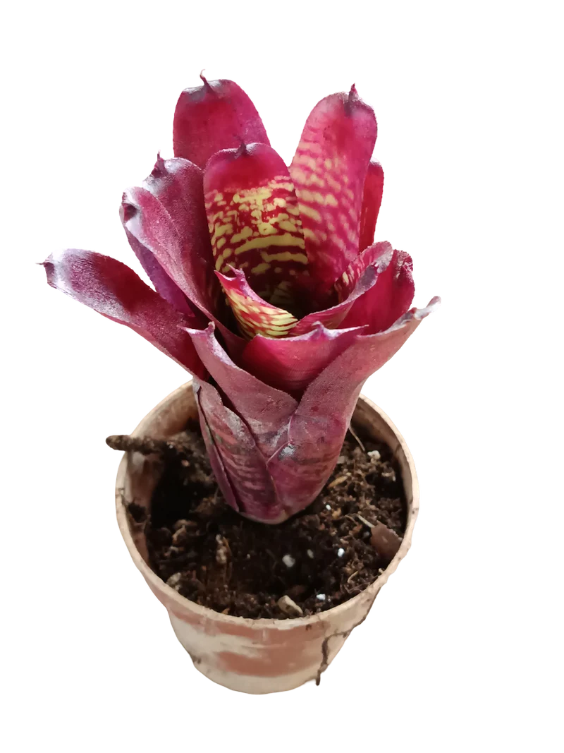 Neoregelia Pheasant Planta Bromelia Para Terrarios E Inteior