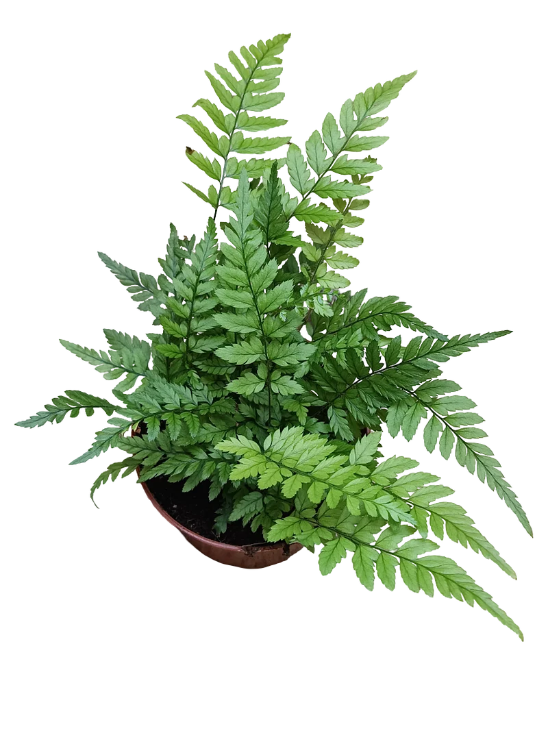 Helecho Polystichum Tsus-simense Planta De Inteiror Ø8