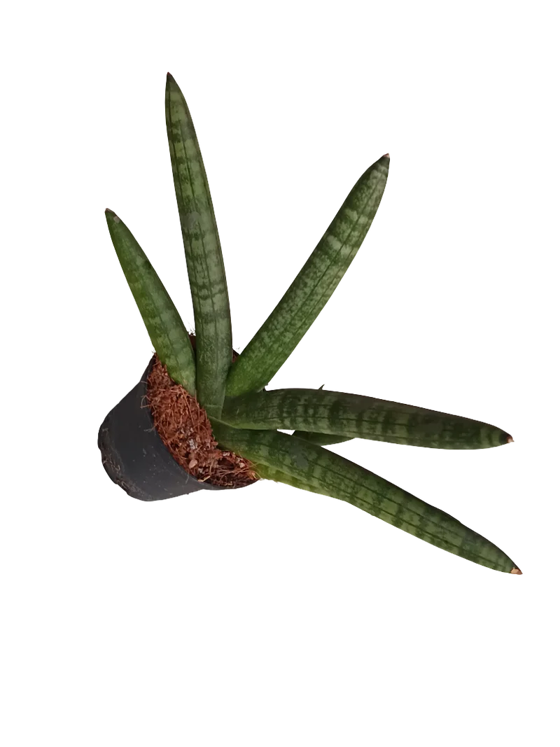 Sansevieria Skyline Planta De Interior Suculentas