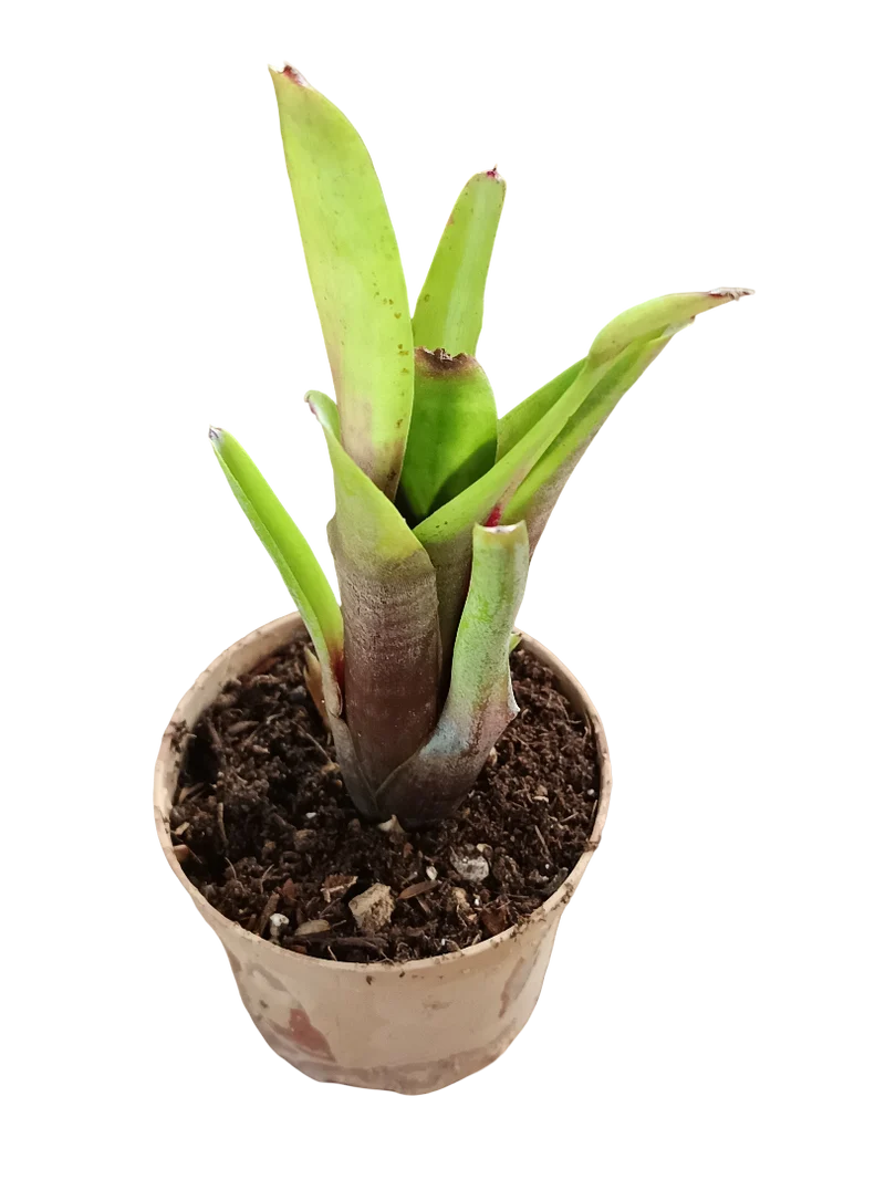 Neoregelia Amandae Planta Bromelia Para Terrarios E Inteior
