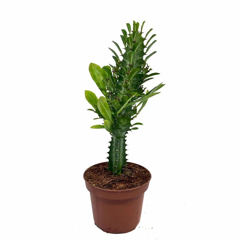 Euphorbia Trigona Cactus Y Suculentas M8,5 cm Ø