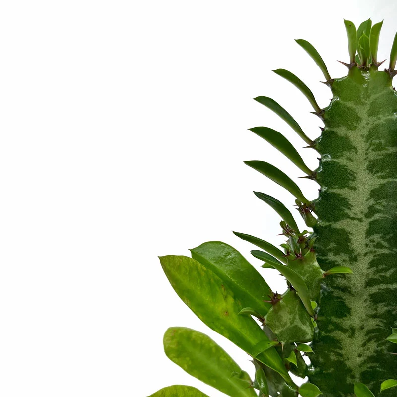Euphorbia Trigona Cactus Y Suculentas M8,5 cm Ø