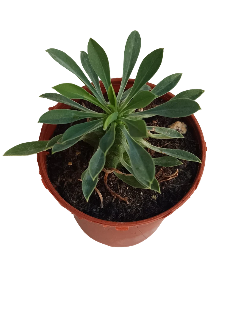 Euphorbia Sotetsu Kirin Planta Suculenta 5 Cm