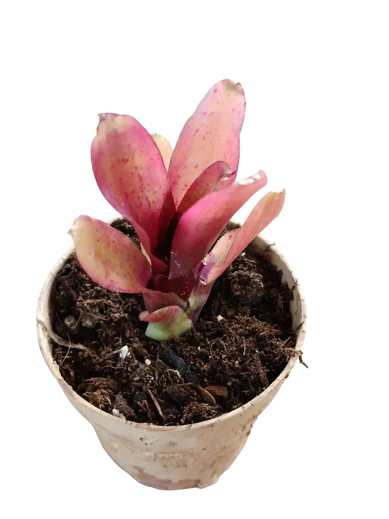Neoregelia Mephisto Planta Bromelia Para Terrarios E Inteior