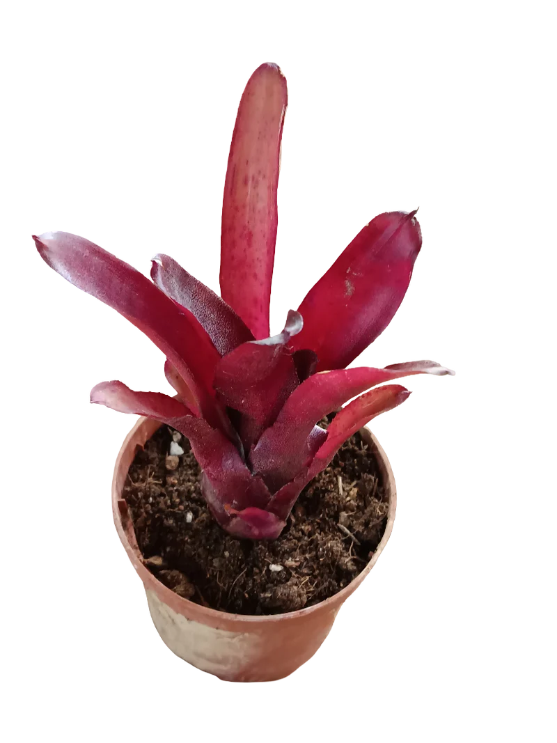 Neoregelia Amazon Planta Bromelia Para Terrarios E Inteior