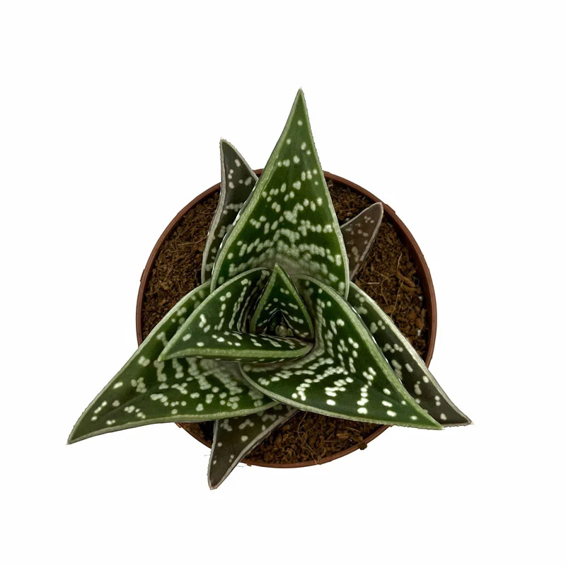 Aloe Variegata Cactus Y Suculentas M8,5 cm Ø
