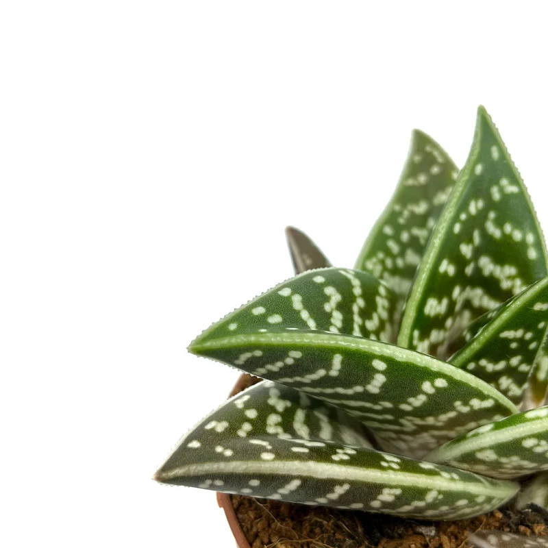 Aloe Variegata Cactus Y Suculentas M8,5 cm Ø