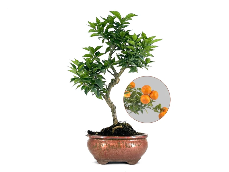 Bonsái Citrus Myrtifolia – Naranjo 8 Años