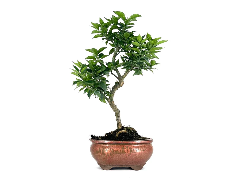 Bonsái Citrus Myrtifolia – Naranjo 8 Años