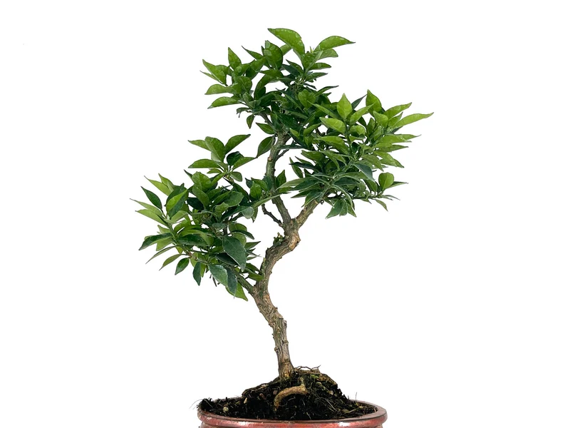 Bonsái Citrus Myrtifolia – Naranjo 8 Años