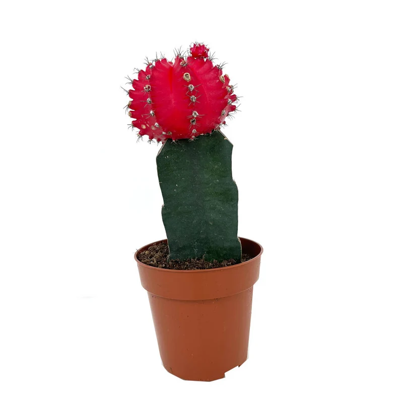 Cactus Injertado Gymnocalycium Japan M8 20cm