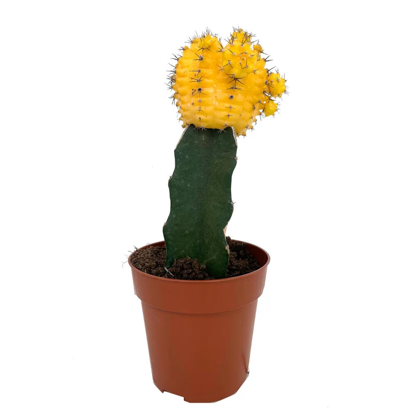 Cactus Injertado Gymnocalycium Japan M8 20cm