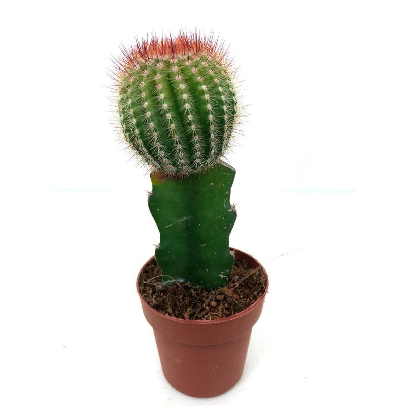 Cactus Injertado Gymnocalycium Japan M8 20cm