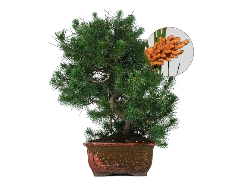 Bonsái Pinus Halepensis – Pino Carrasco 10 Años