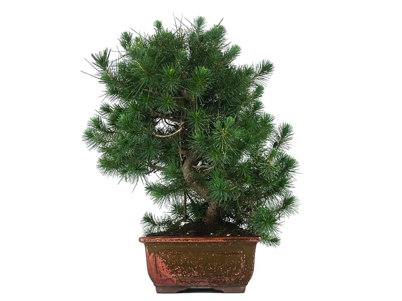Bonsái Pinus Halepensis – Pino Carrasco 10 Años