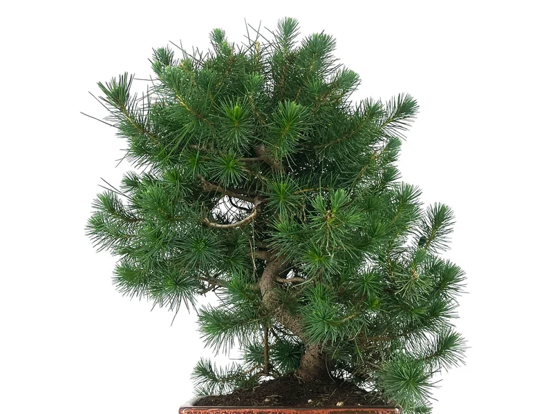 Bonsái Pinus Halepensis – Pino Carrasco 10 Años