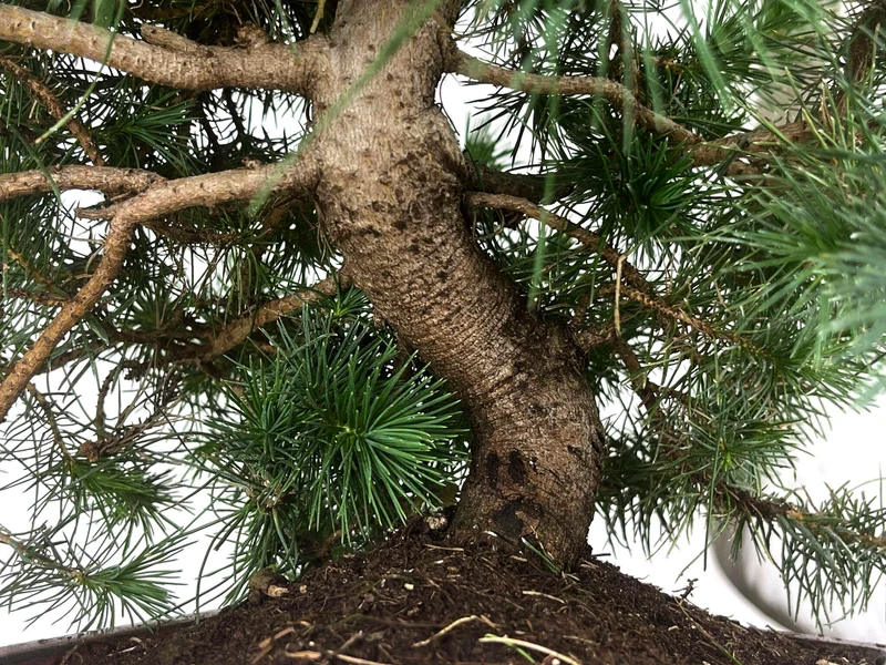 Bonsái Pinus Halepensis – Pino Carrasco 10 Años