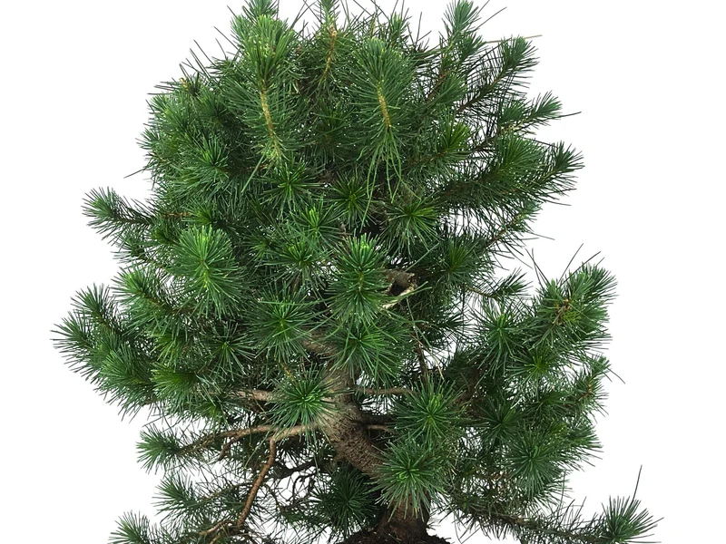 Bonsái Pinus Halepensis – Pino Carrasco 10 Años