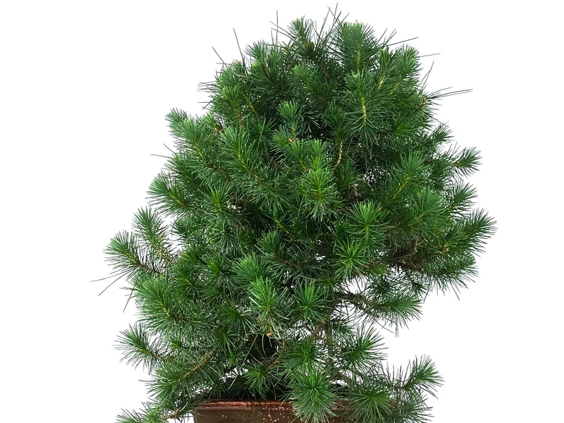 Bonsái Pinus Halepensis – Pino Carrasco 10 Años